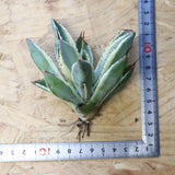 【ベアルート】アガベ キュービック錦 EC1059