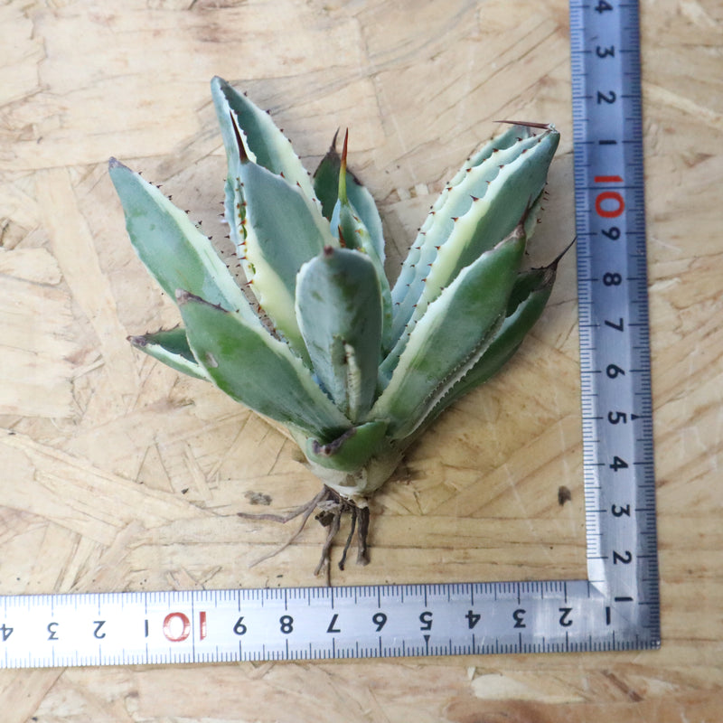 【ベアルート】アガベ キュービック錦 EC1059