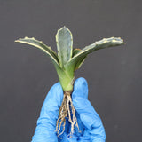 【ベアルート】アガベ フェロックス錦 EC1060