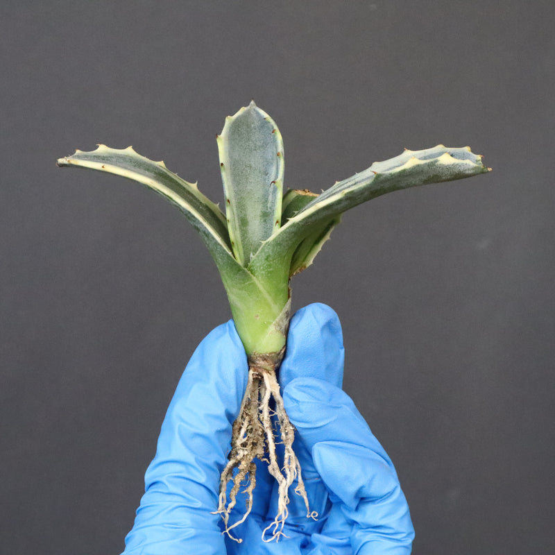 【ベアルート】アガベ フェロックス錦 EC1060