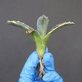 【ベアルート】アガベ フェロックス錦 EC1060