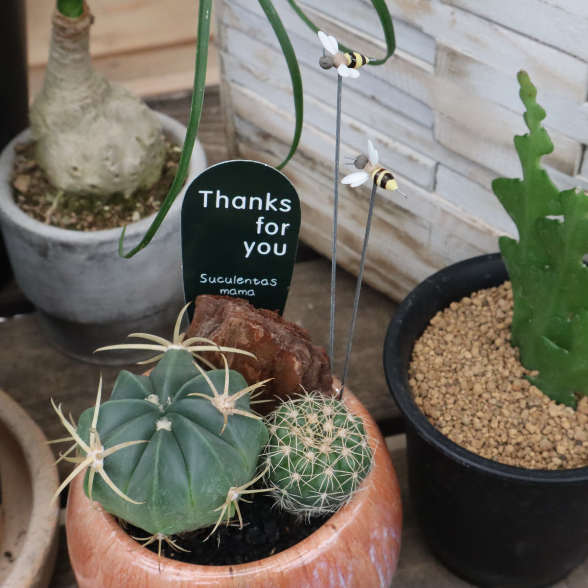 IMG_6998_95fa17fa-fb24-47ea-