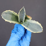 【ベアルート】アガベ フェロックス錦 EC1060