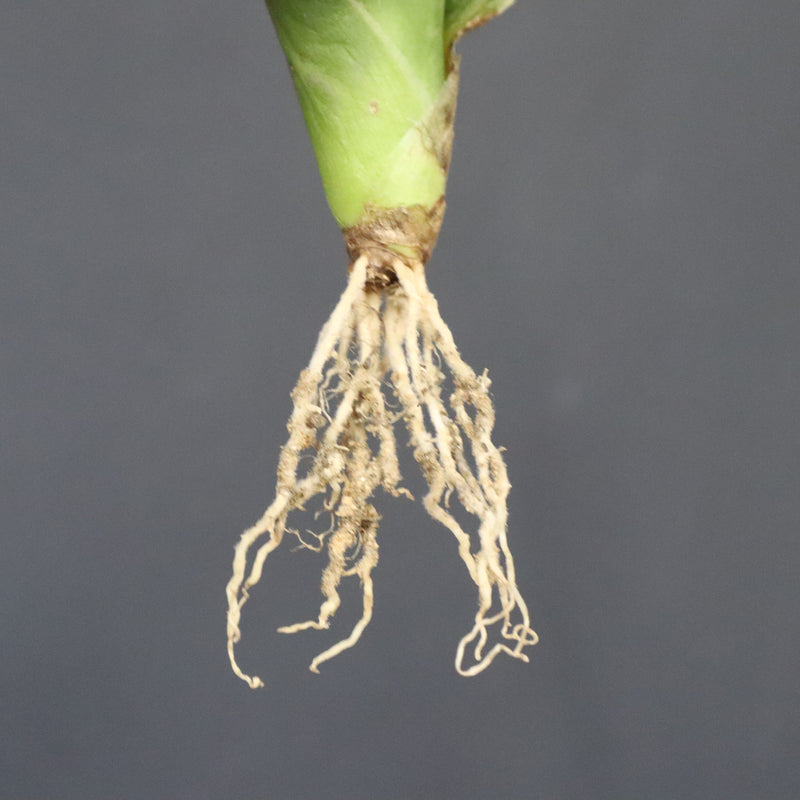 【ベアルート】アガベ フェロックス錦 EC1060