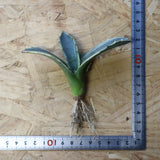 【ベアルート】アガベ フェロックス錦 EC1060