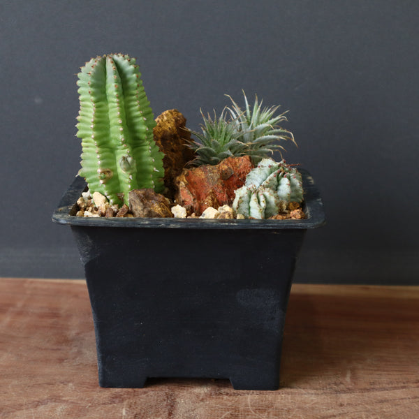 寄せ植え（ハビタットスタイル）2