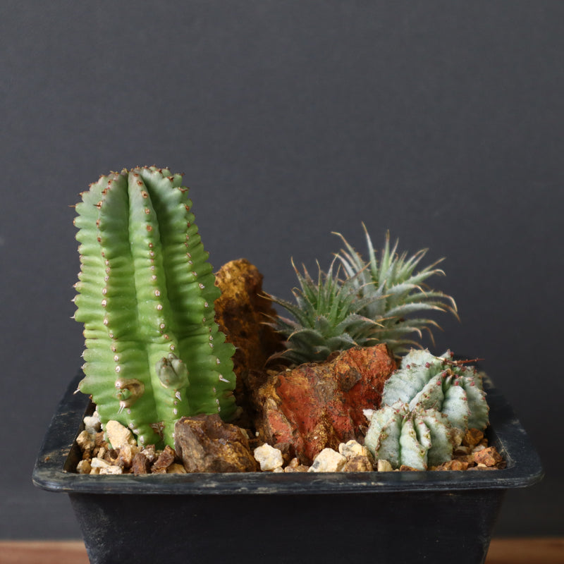 寄せ植え（ハビタットスタイル）2