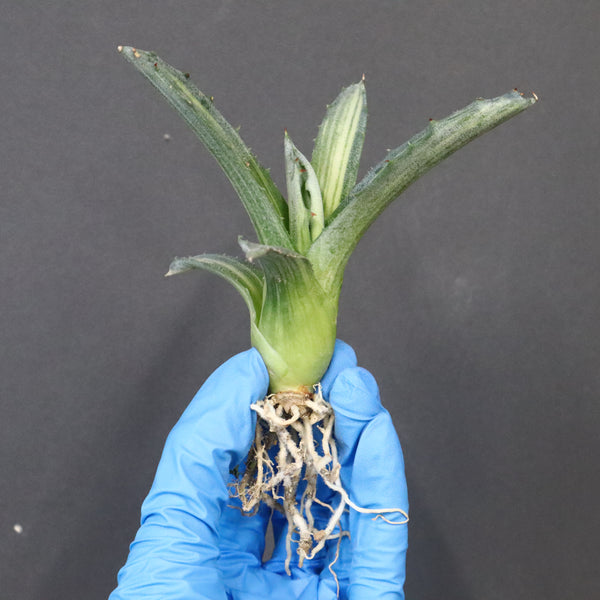 【ベアルート】アガベ フェロックス錦 EC1062