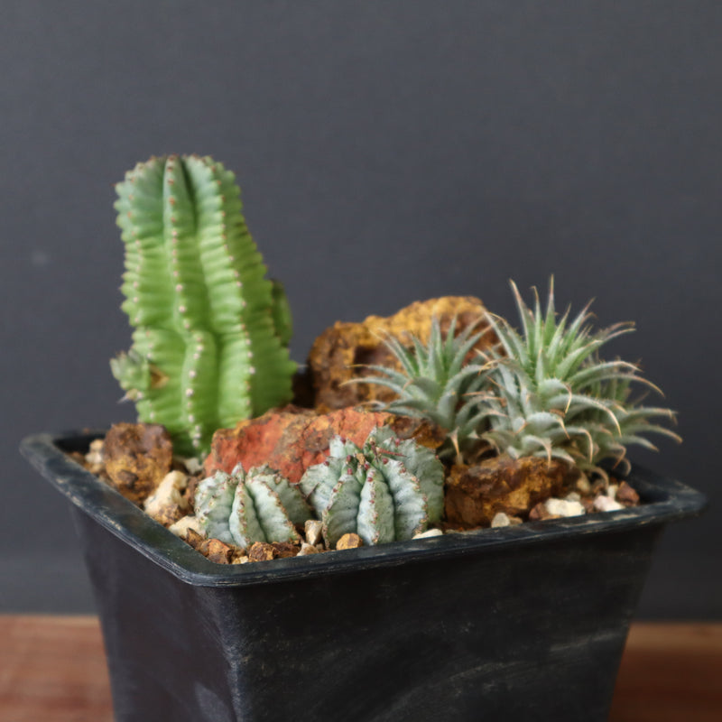 寄せ植え（ハビタットスタイル）2