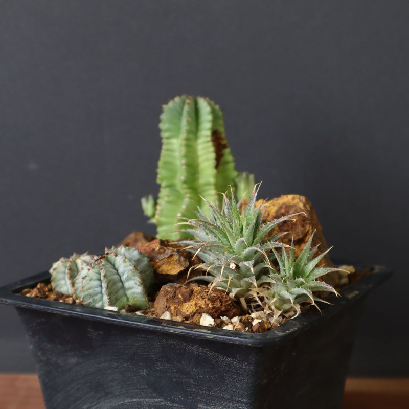 寄せ植え（ハビタットスタイル）2
