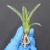 【ベアルート】アガベ フェロックス錦 EC1062