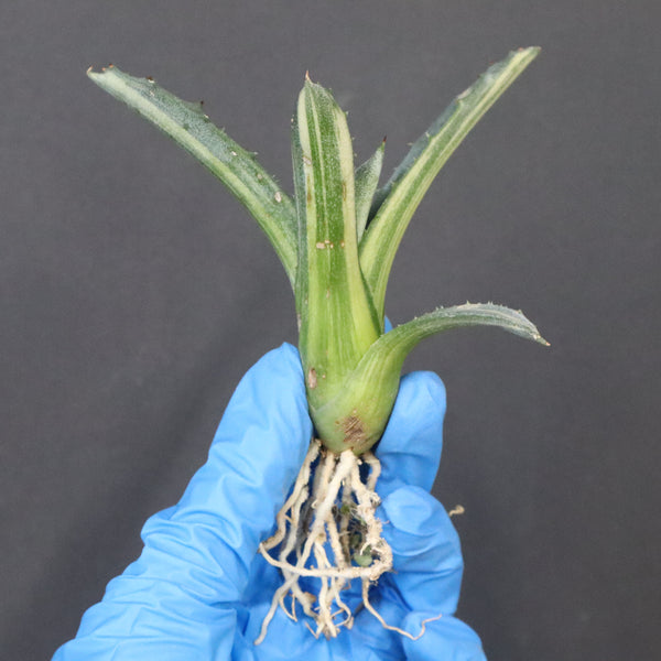 【ベアルート】アガベ フェロックス錦 EC1062