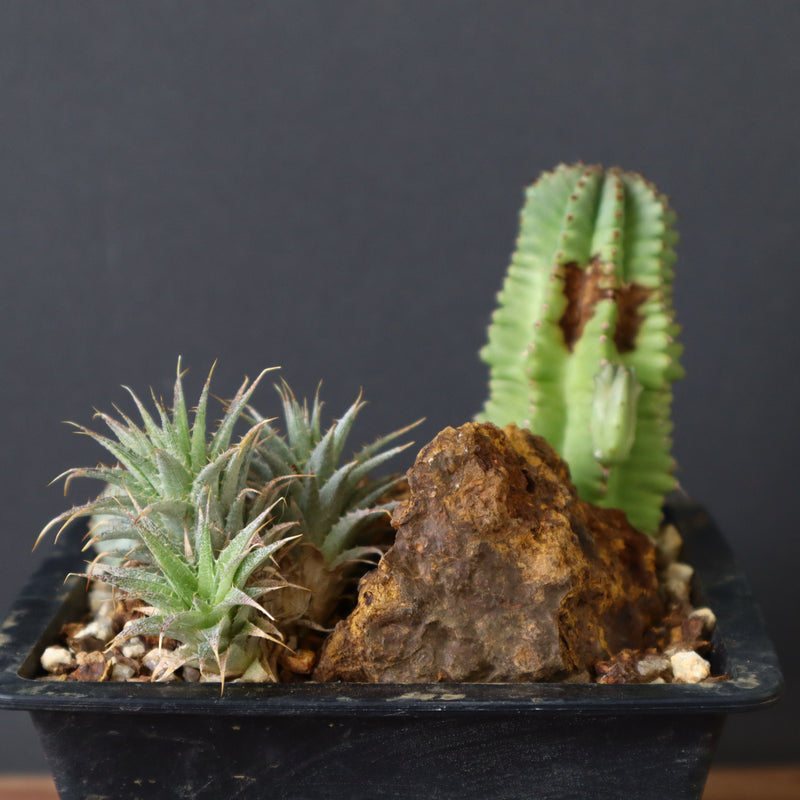 寄せ植え（ハビタットスタイル）2