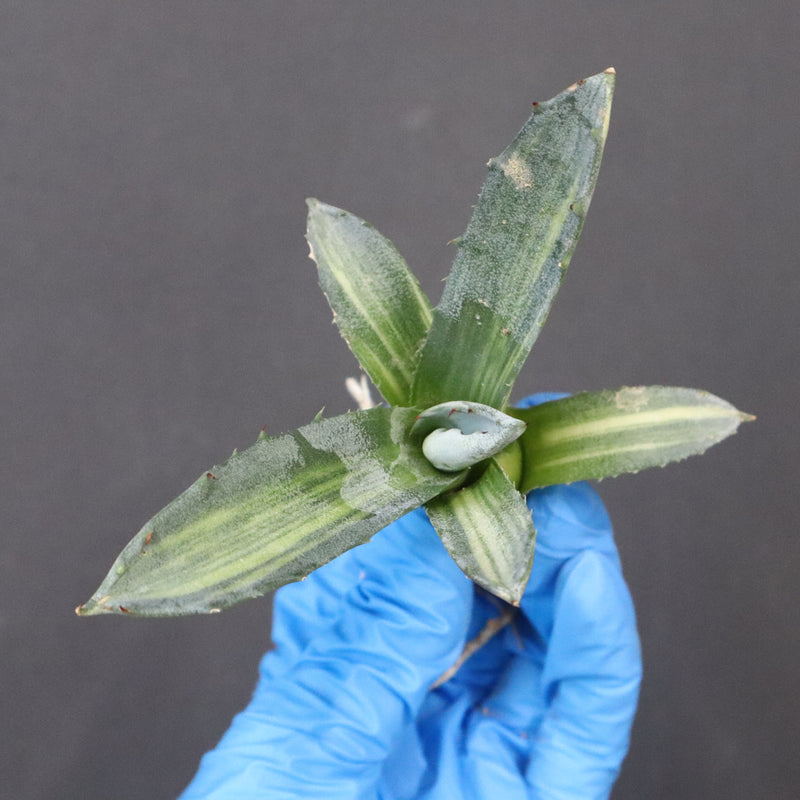 【ベアルート】アガベ フェロックス錦 EC1062