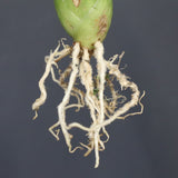 【ベアルート】アガベ フェロックス錦 EC1062