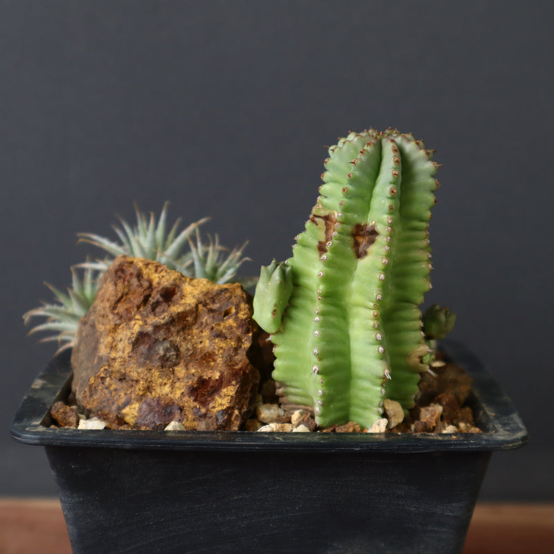 寄せ植え（ハビタットスタイル）2