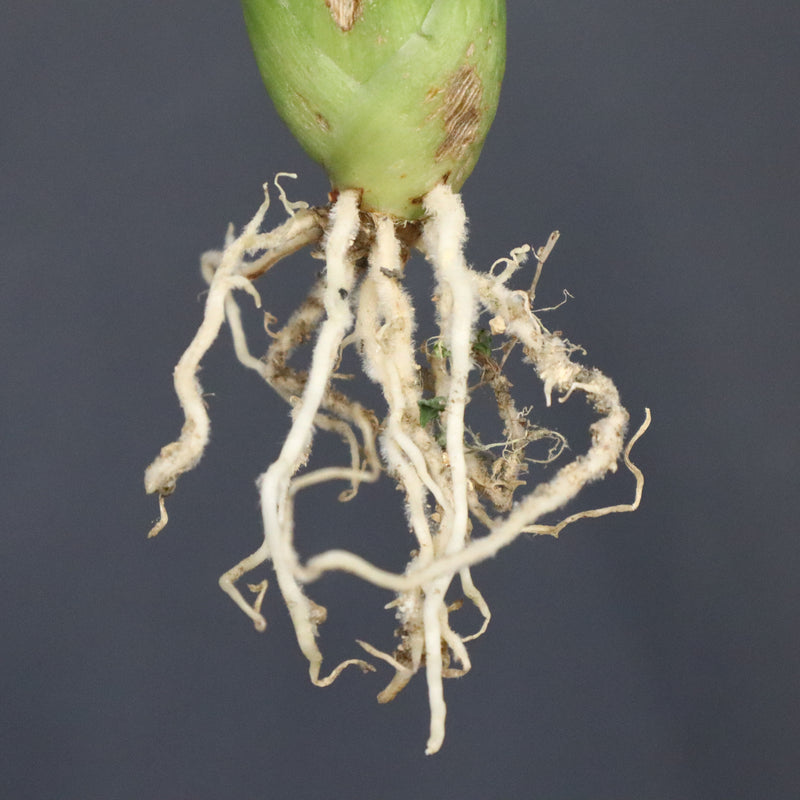 【ベアルート】アガベ フェロックス錦 EC1062