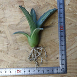 【ベアルート】アガベ フェロックス錦 EC1062