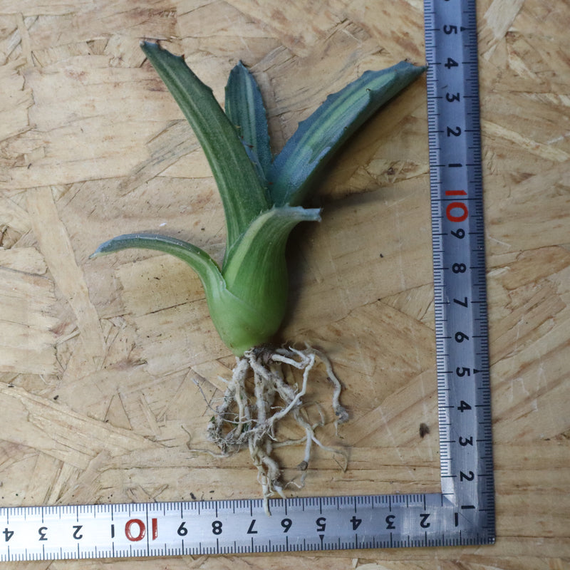 【ベアルート】アガベ フェロックス錦 EC1062