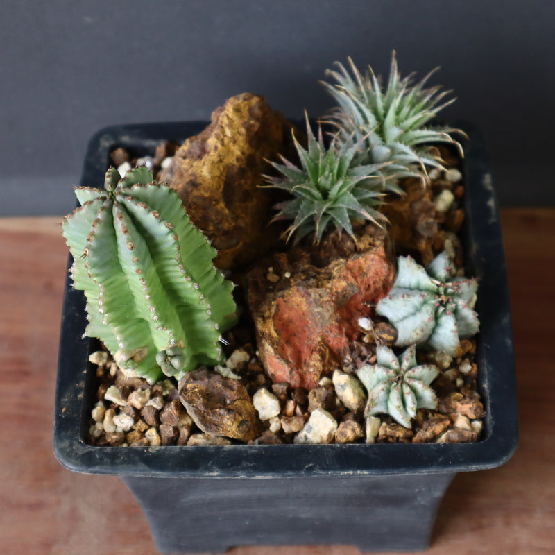 寄せ植え（ハビタットスタイル）2