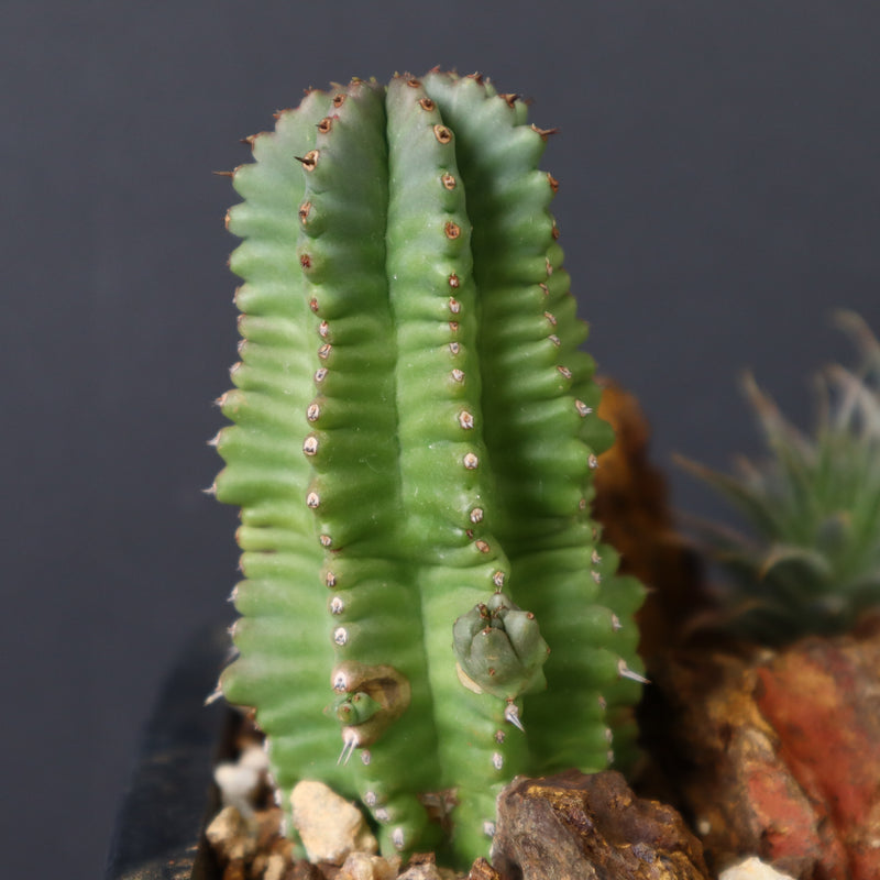 寄せ植え（ハビタットスタイル）2
