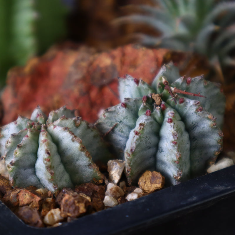 寄せ植え（ハビタットスタイル）2