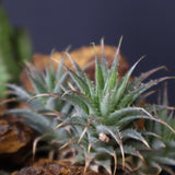 寄せ植え（ハビタットスタイル）2