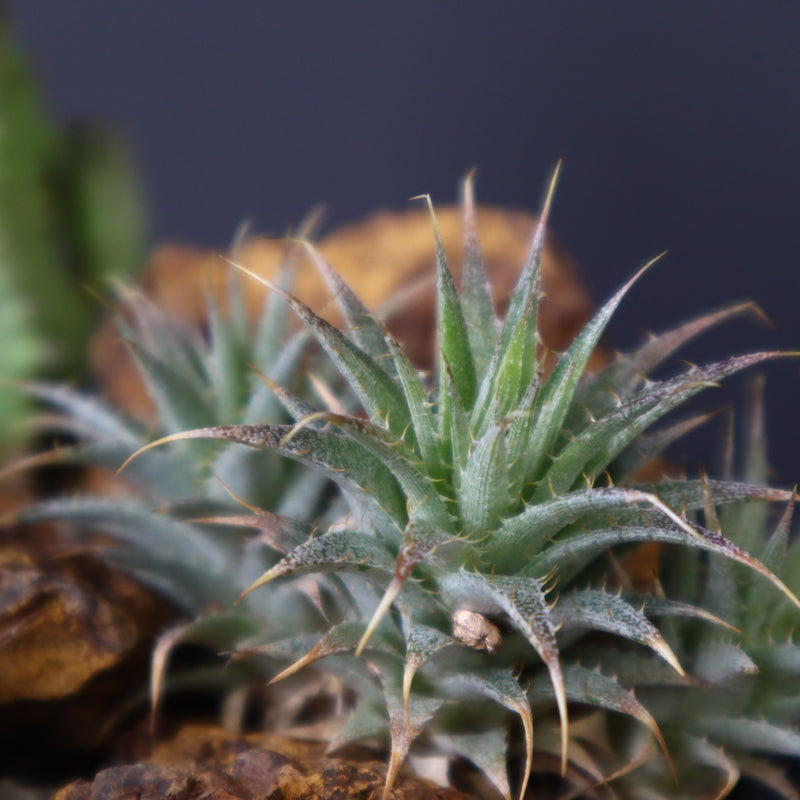 寄せ植え（ハビタットスタイル）2