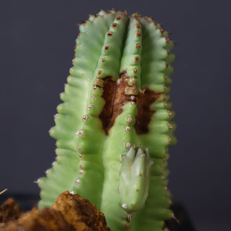 寄せ植え（ハビタットスタイル）2
