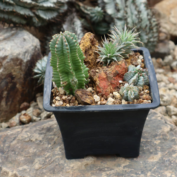 寄せ植え（ハビタットスタイル）2