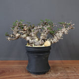 【plants greed】C.エイル 16