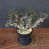 【plants greed】C.エイル 16
