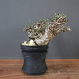 【plants greed】C.エイル 16