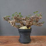 【plants greed】C.エイル 16