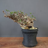 【plants greed】C.エイル 16