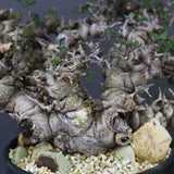 【plants greed】C.エイル 16
