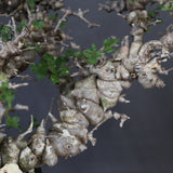 【plants greed】C.エイル 16