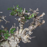 【plants greed】C.エイル 16