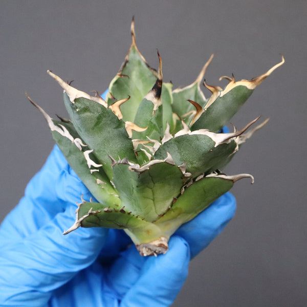 【ベアルート】アガベ ハデス EC1066