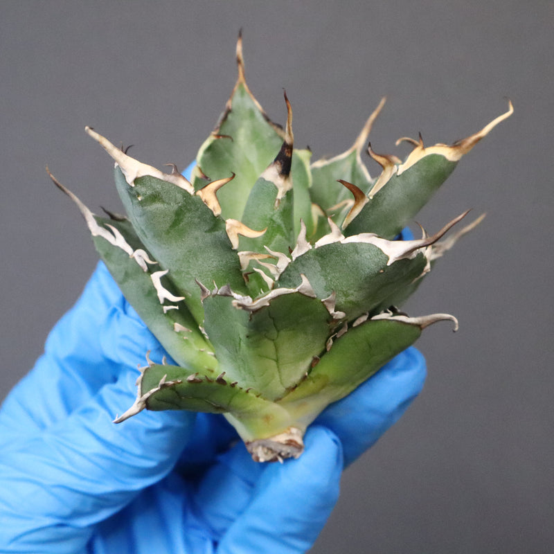 【ベアルート】アガベ ハデス EC1066