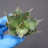 【ベアルート】アガベ ハデス EC1066