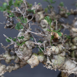 【plants greed】C.エイル 16