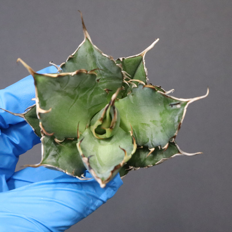 【ベアルート】アガベ ハデス EC1066