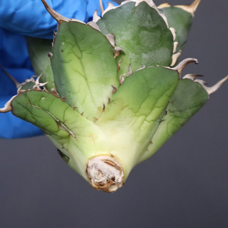 【ベアルート】アガベ ハデス EC1066