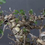 【plants greed】C.エイル 16
