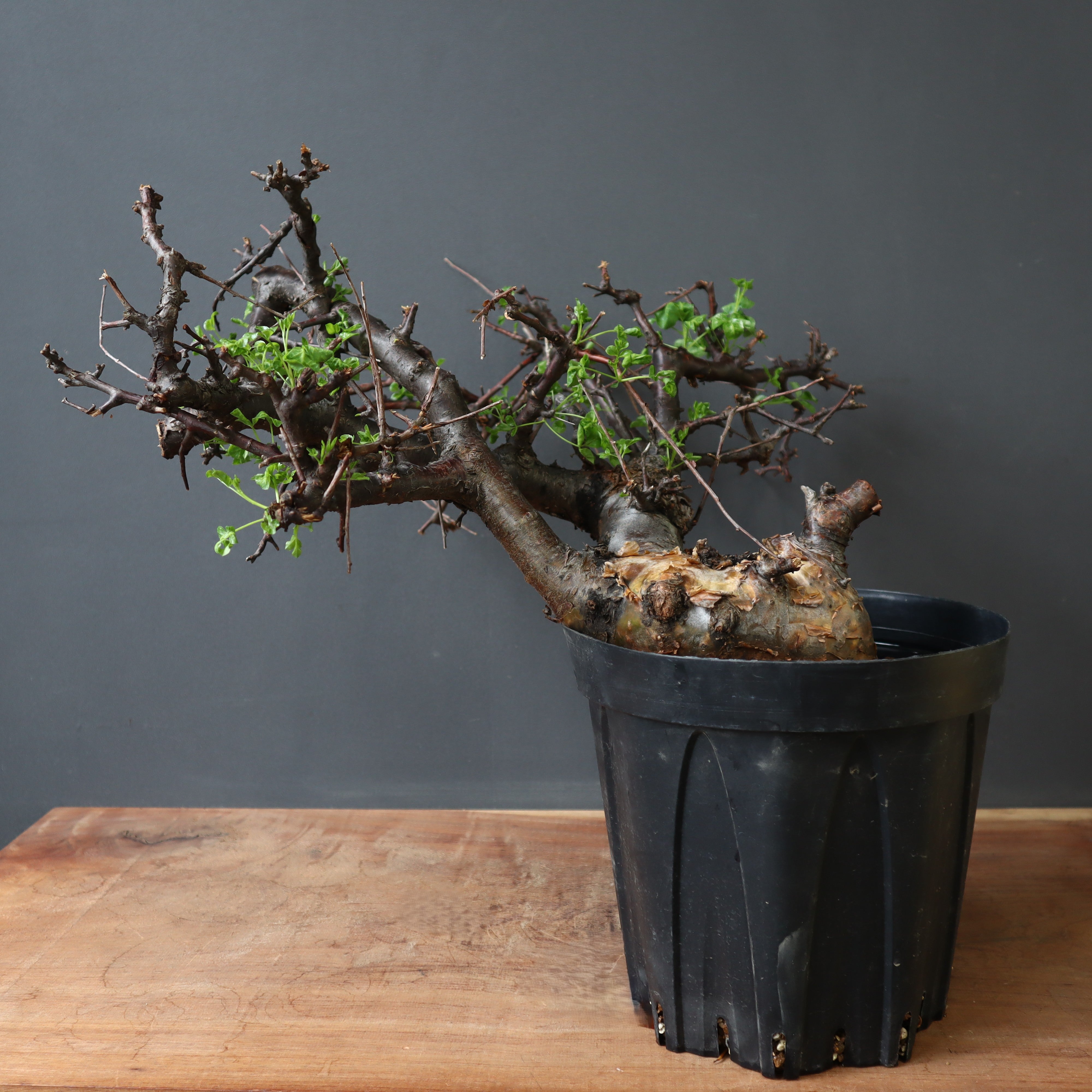 【にゃーは】コミフォラ ボラネンシス Commiphora boranensis コミフォラ ボラネンシス | Wild Fauna