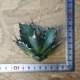 【ベアルート】アガベ ハデス EC1066