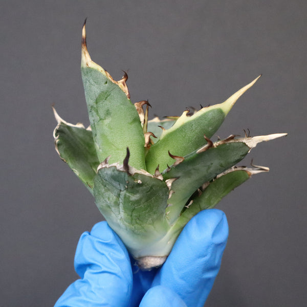 【ベアルート】アガベ ハデス EC1068