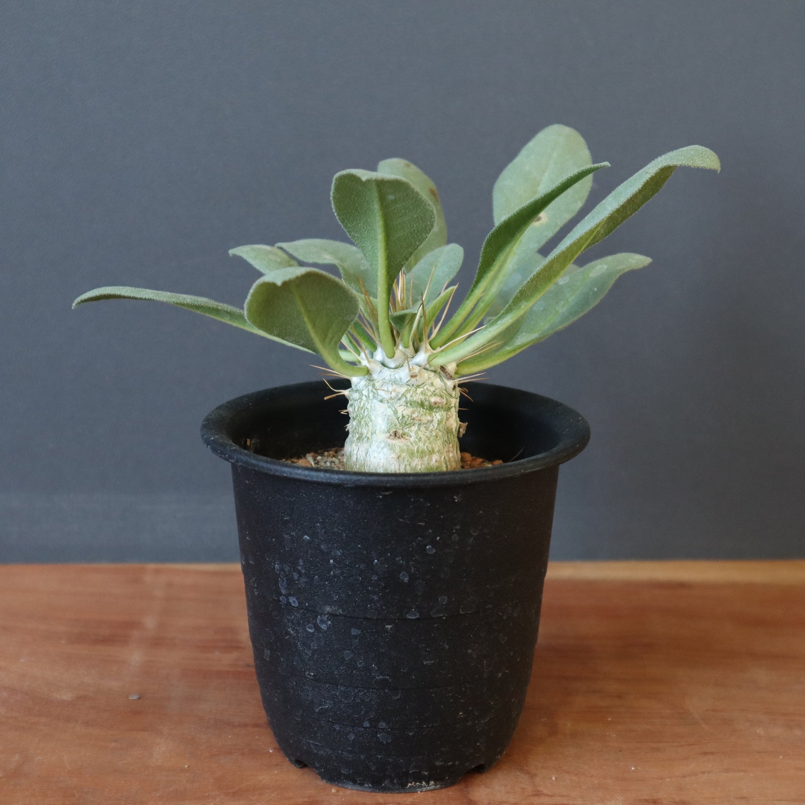 IMG_7045_koudou2_1600x.jpg?v=  