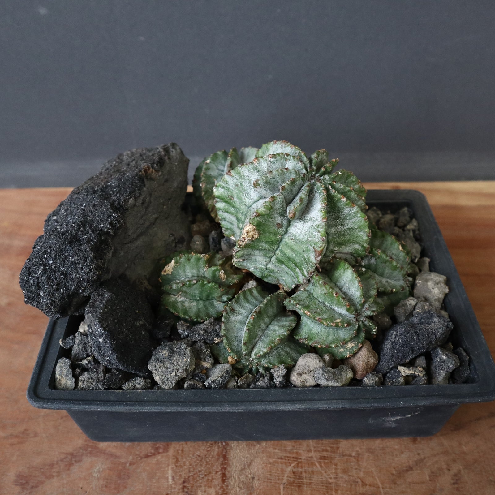 ユーフォルビアホリダhyb 群生　ハビタットスタイル E.ホリダ群生（ハビタットスタイル） 2 – TaiShoDo ONLINE SHOP